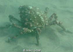 Spotted this guy at the Marine Room, just north of La Jol... by Adam Grose 